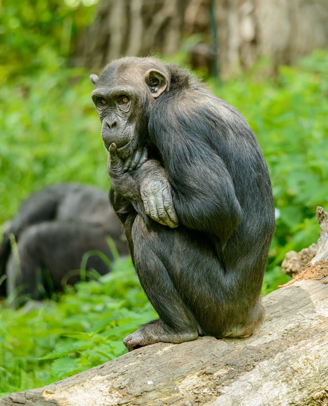 Chimpanzee Trekking