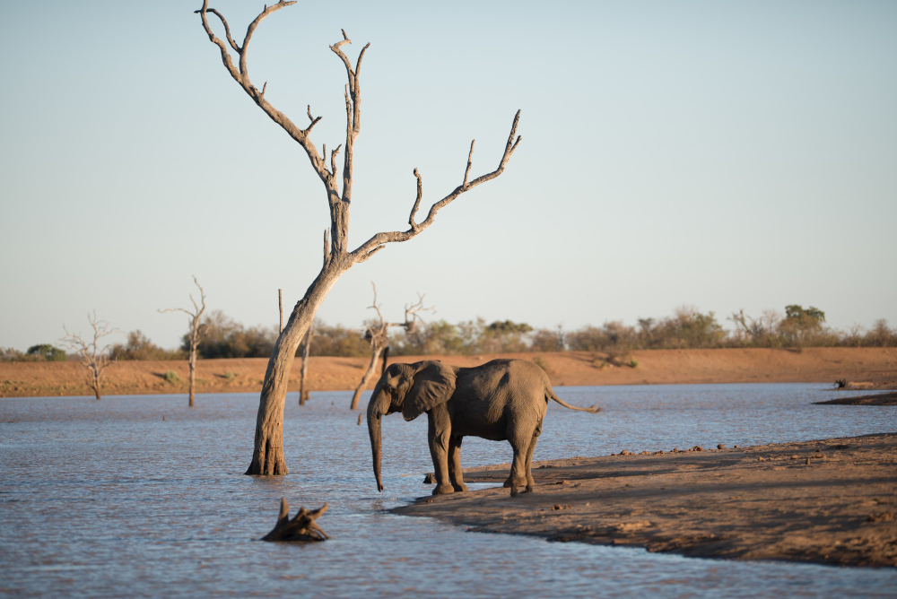 Best Time to Visit Kenya