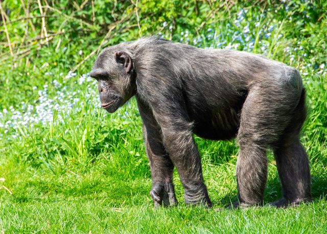 Chimpanzee Trekking