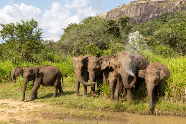Elephant Orphanage Visits