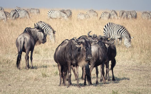 Walking Safari