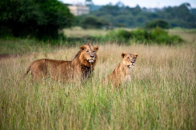 Camping Safari