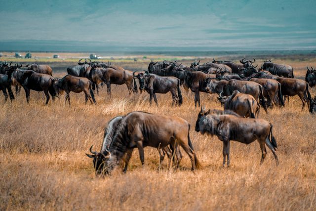 The Great Migration