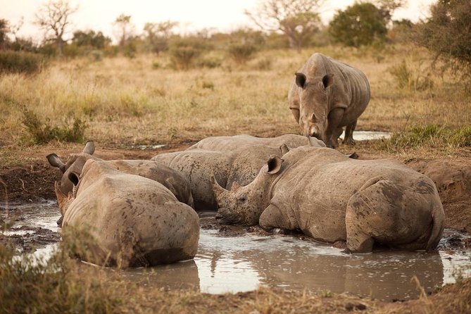 Big Five Game Drive