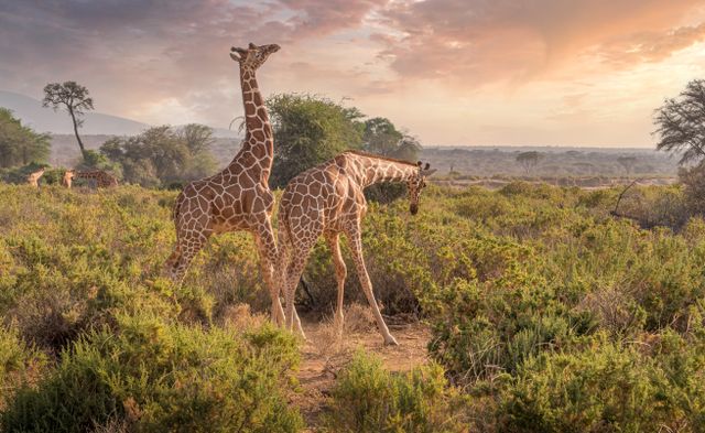 How Much Does it Cost to Travel in Africa?