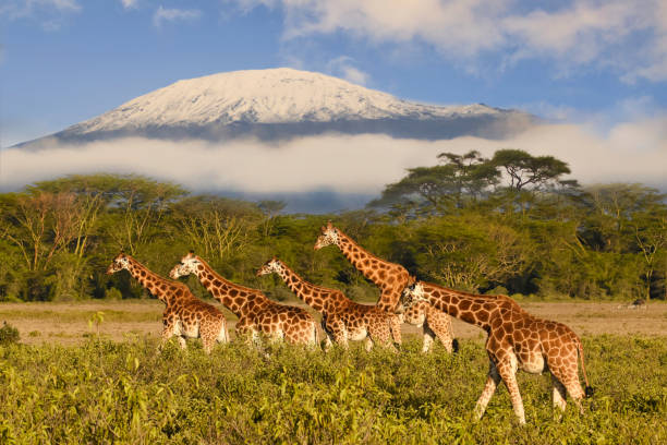 Best Time to Visit Kenya
