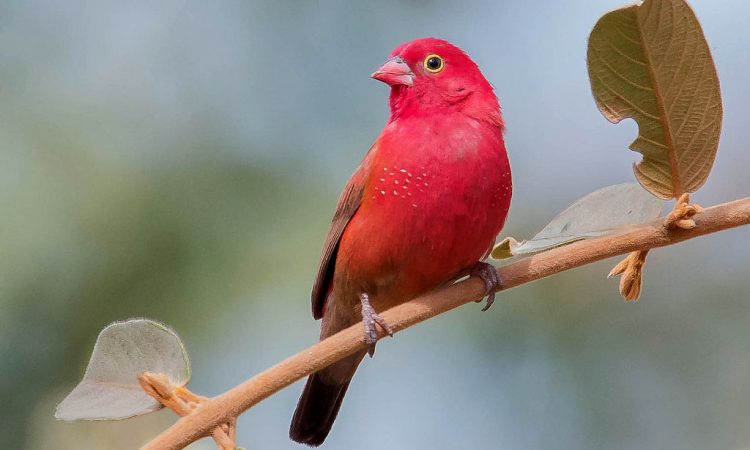 Bird Watching