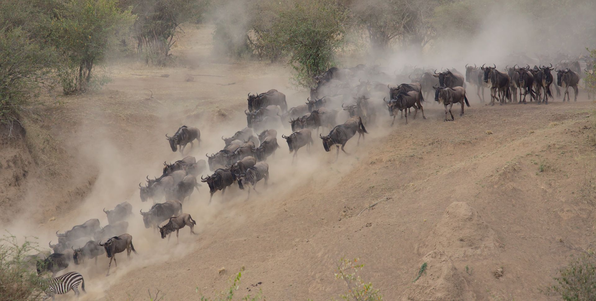Migration Safari