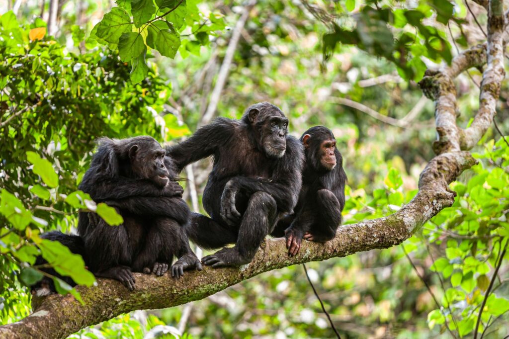 3 Day Mahale Mountains Track Chimpanzees1753791611