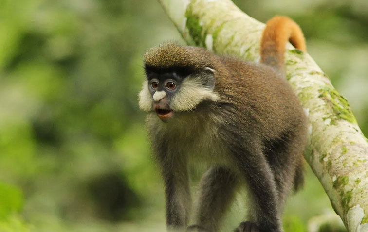 Gombe stream national wildlife safari