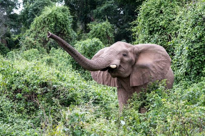 Rubondo wildlife