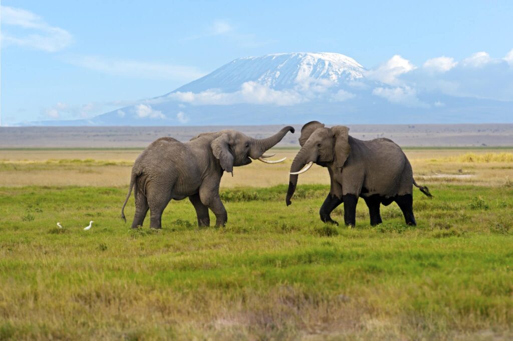 Elephant herd on the plains of Amboseli National Park, Kenya