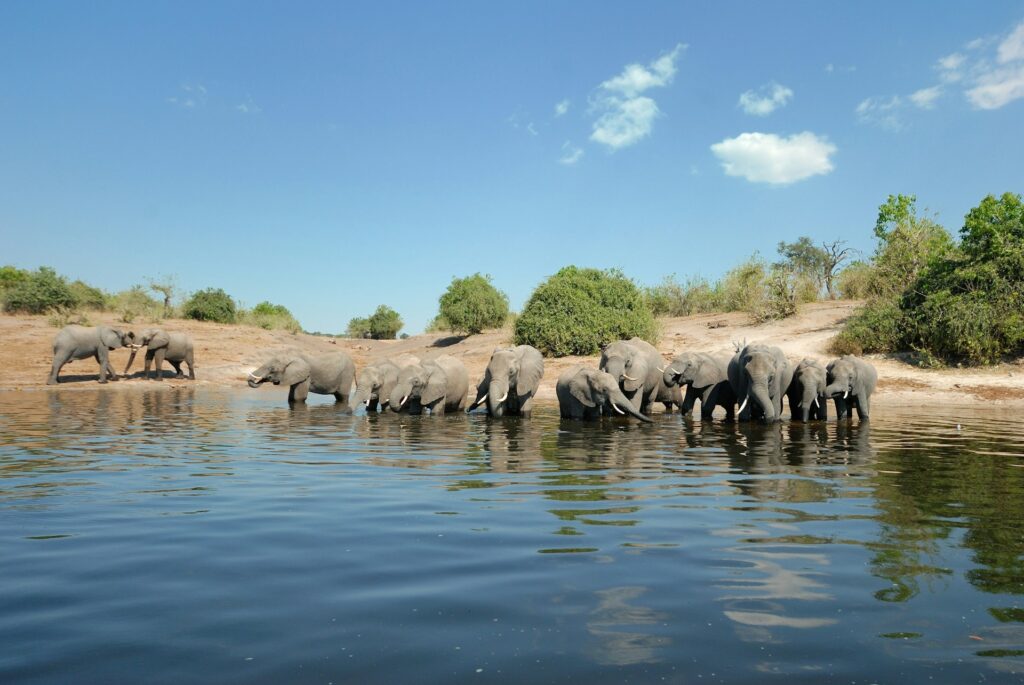 Elephant herd drinking in the Chobe River near Chobe Bush Lodge, Kasane, Botswana
