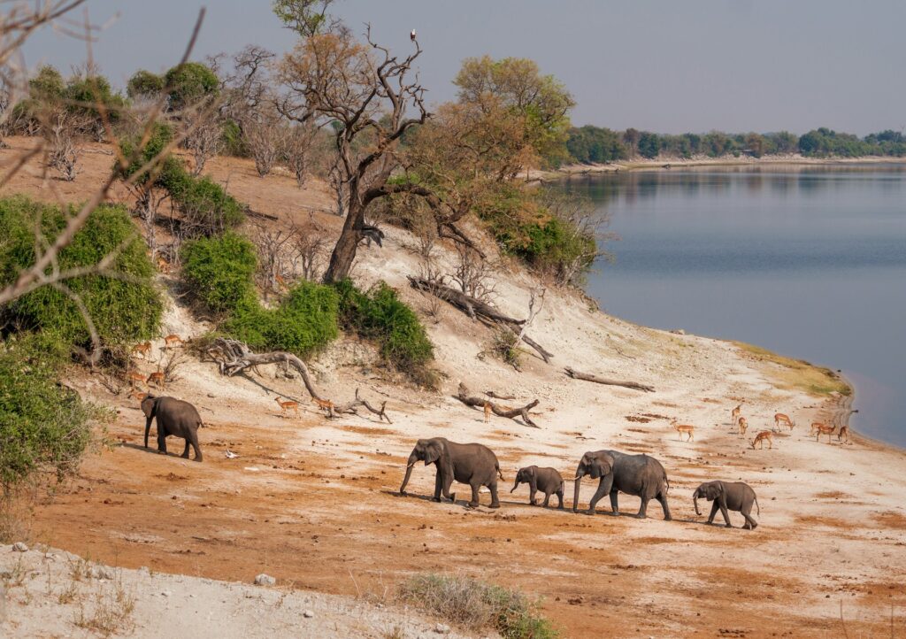 Elephant herd leaving the Chobe River after drinking, near Chobe Game Lodge, Botswana
