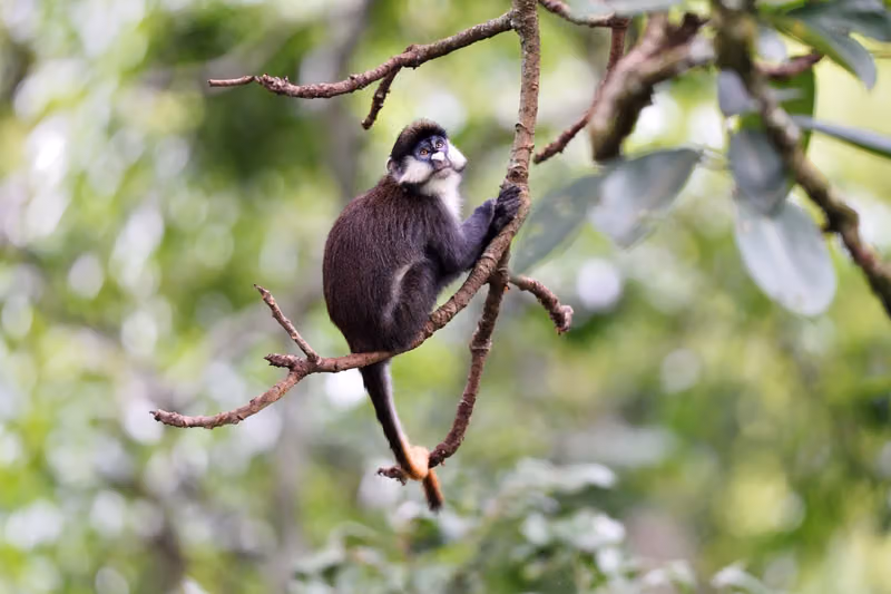 Monkey in Gombe