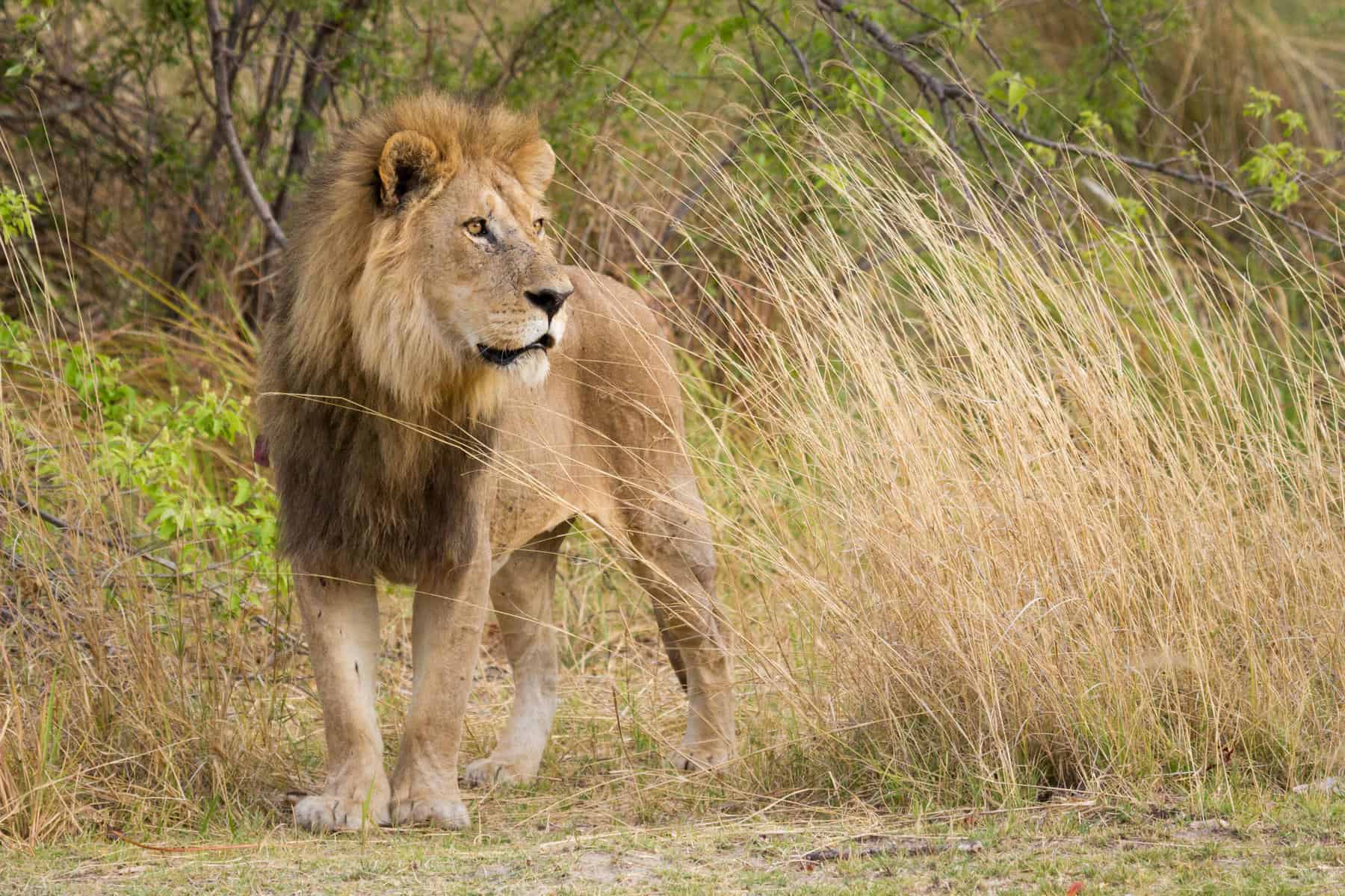 Lions resting in Moremi Game Reserve, Botswana