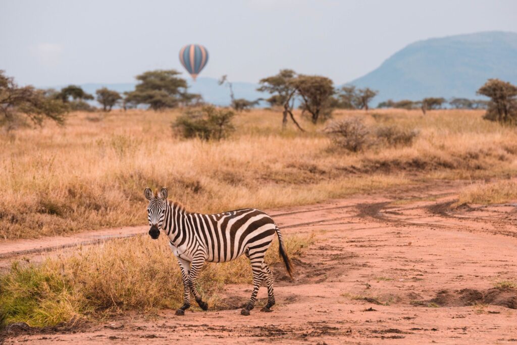 Pexels tanzania wild sky 986912744 20179684