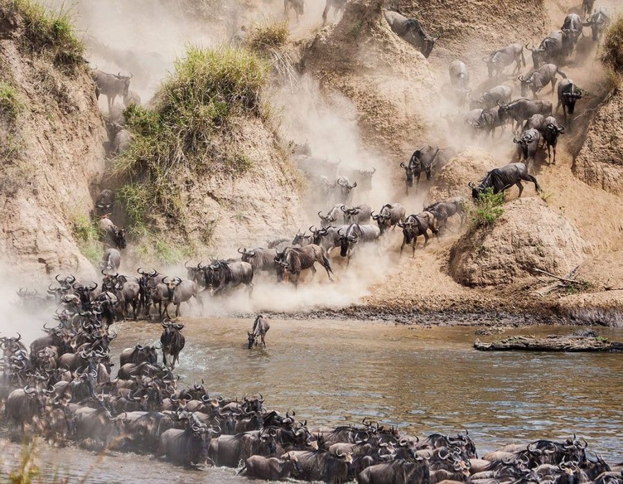 Wildebeest crossing the Mara River during the Great Migration in Kenya