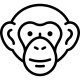 Chimpanzee head